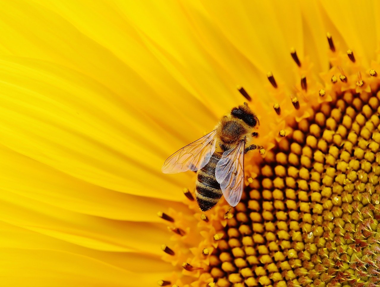 The Secret Life of Bees essay